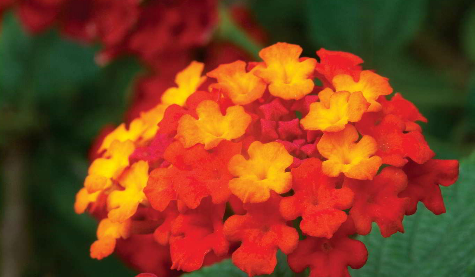 Como Cuidar da Flor Lantana, Fazer Mudas e Podar