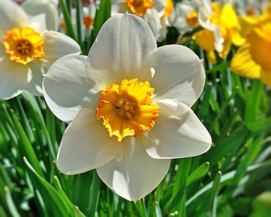 Tudo Sobre a Flor Narciso: Características e Nome Cientifico