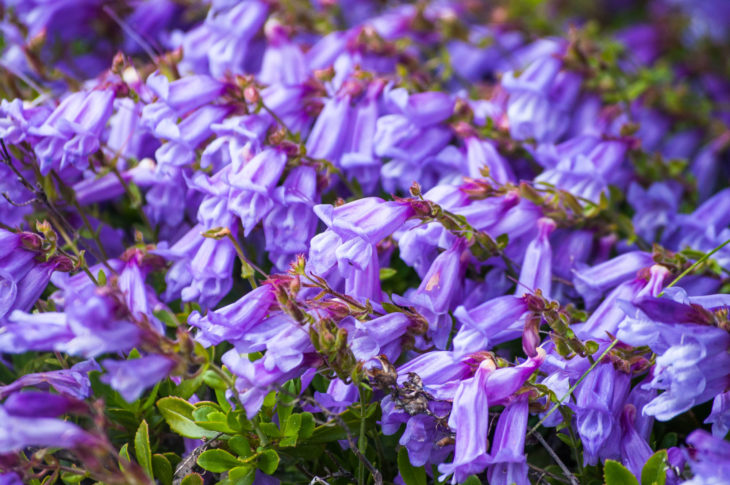 Como Cuidar da Flor Pentstemon, Fazer Mudas e Podar