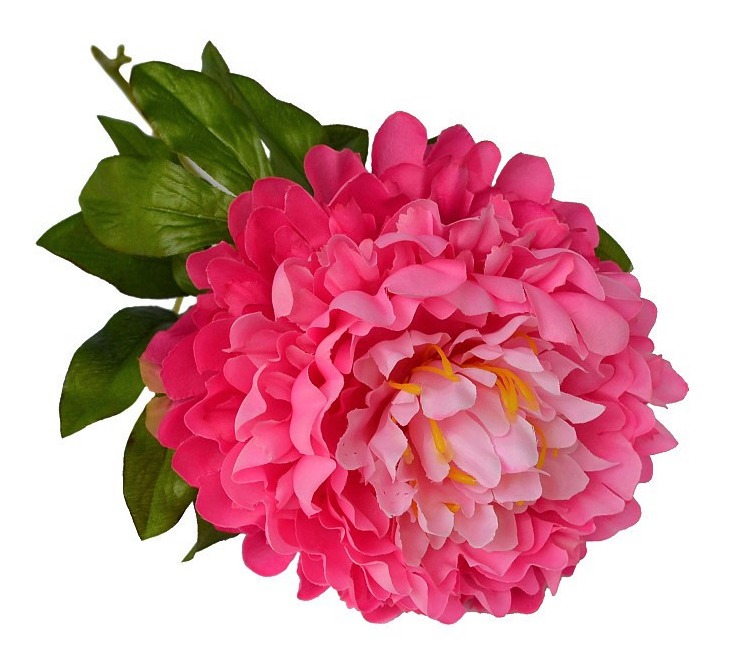 Cores da Flor Peonia: Vermelho, Amarelo, Azul, Rosa e Branca