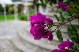 Flor Primavera: Características, Tipos e Como Cultivar (2026)