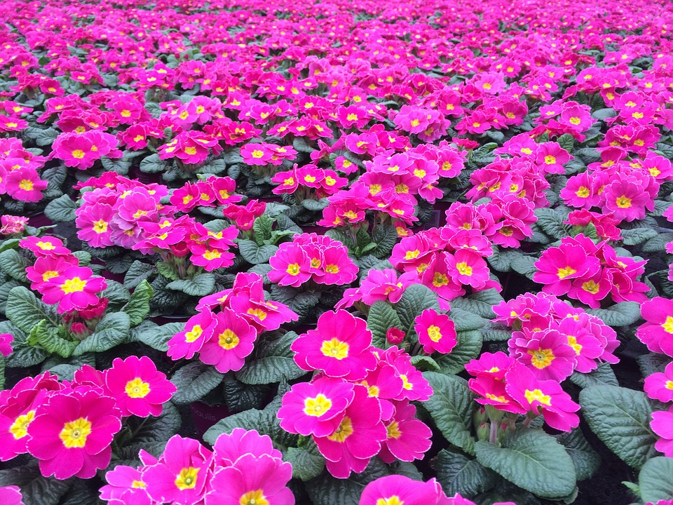 História da Flor Prímula, Significado, Origem da Planta e Fotos