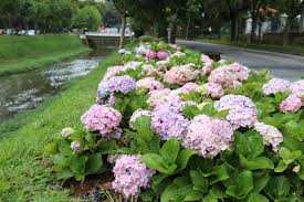 PH do Solo Onde a Hortênsia Tem Cor Azul e Cor Rosa?