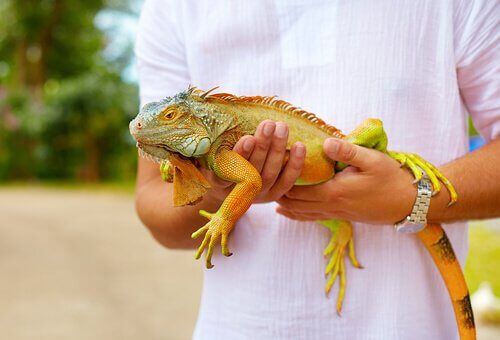 Como Ter Uma Iguana Legalmente No Brasil? Como Legalizar?