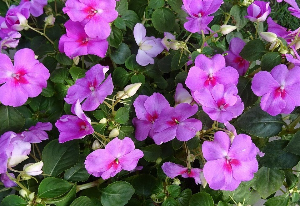Tudo Sobre a Flor Maria-Sem-Vergonha: Características