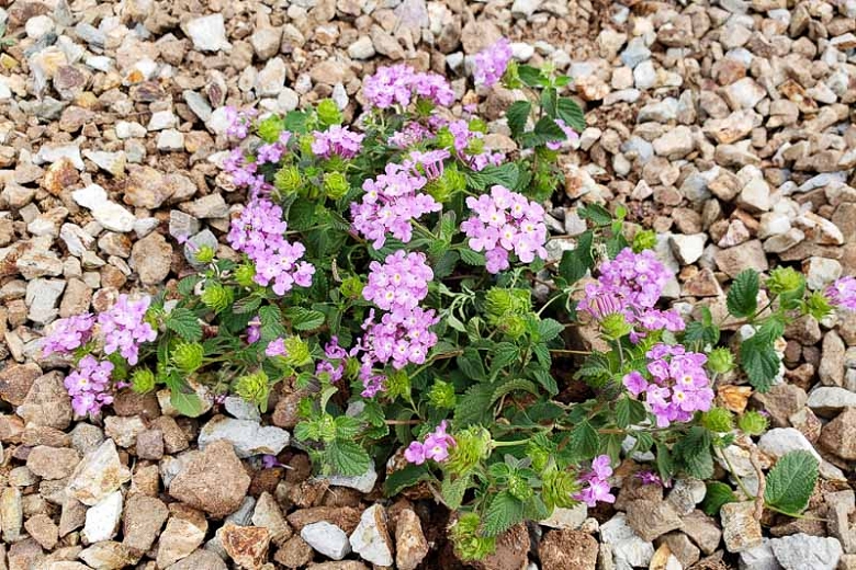 Lantana Chorão: Como Cuidar, Fazer Mudas e Características