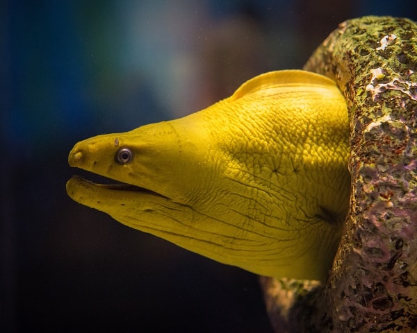 Moreia-Verde: Características, Nome Cientifico e Fotos