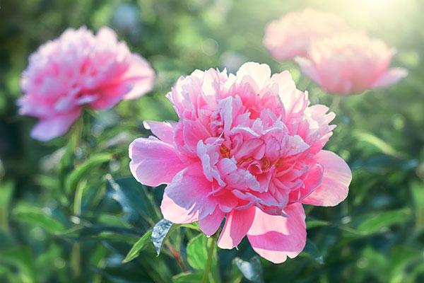 Como Cuidar da Flor Peonia, Fazer Mudas e Podar