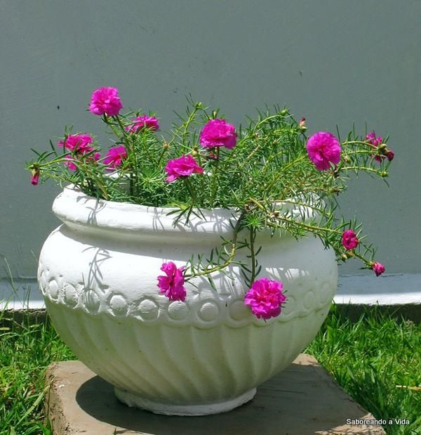 Planta Onze Horas é Venenosa? É Comestível?