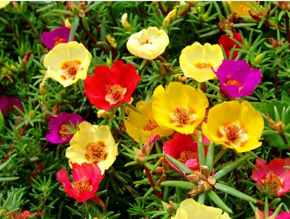 Para Que Serve Portulaca? Como Cuidar da Planta?