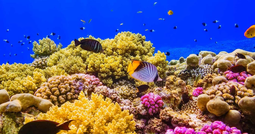 Quais São os Predadores dos Corais e Seus Inimigos Naturais
