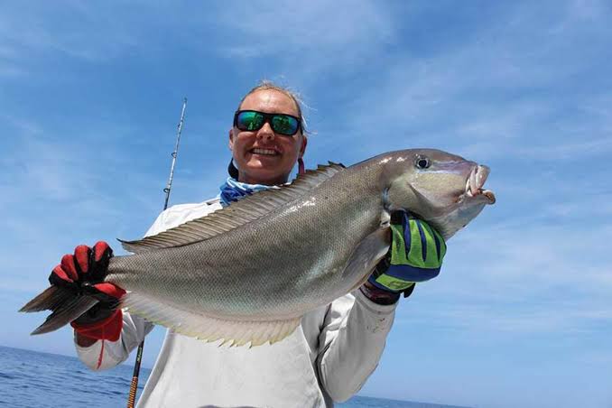 O Que Sã os Peixes do Tipo Reimosos?