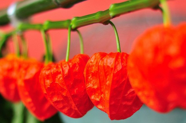 Como Cuidar da Lanterna Chinesa, Fazer Mudas e Podar