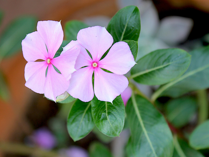 Vinca Verdadeira: Curiosidades, Como Podar e Imagens
