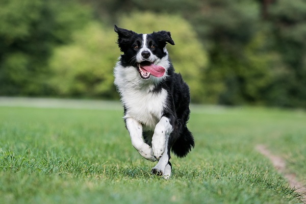 Cores Do Border Collie: Branco, Preto, Tigrado, Chocolate E Vermelho