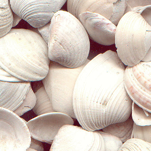 Para Que Serve Calcário de Conchas? O Que é Isso?