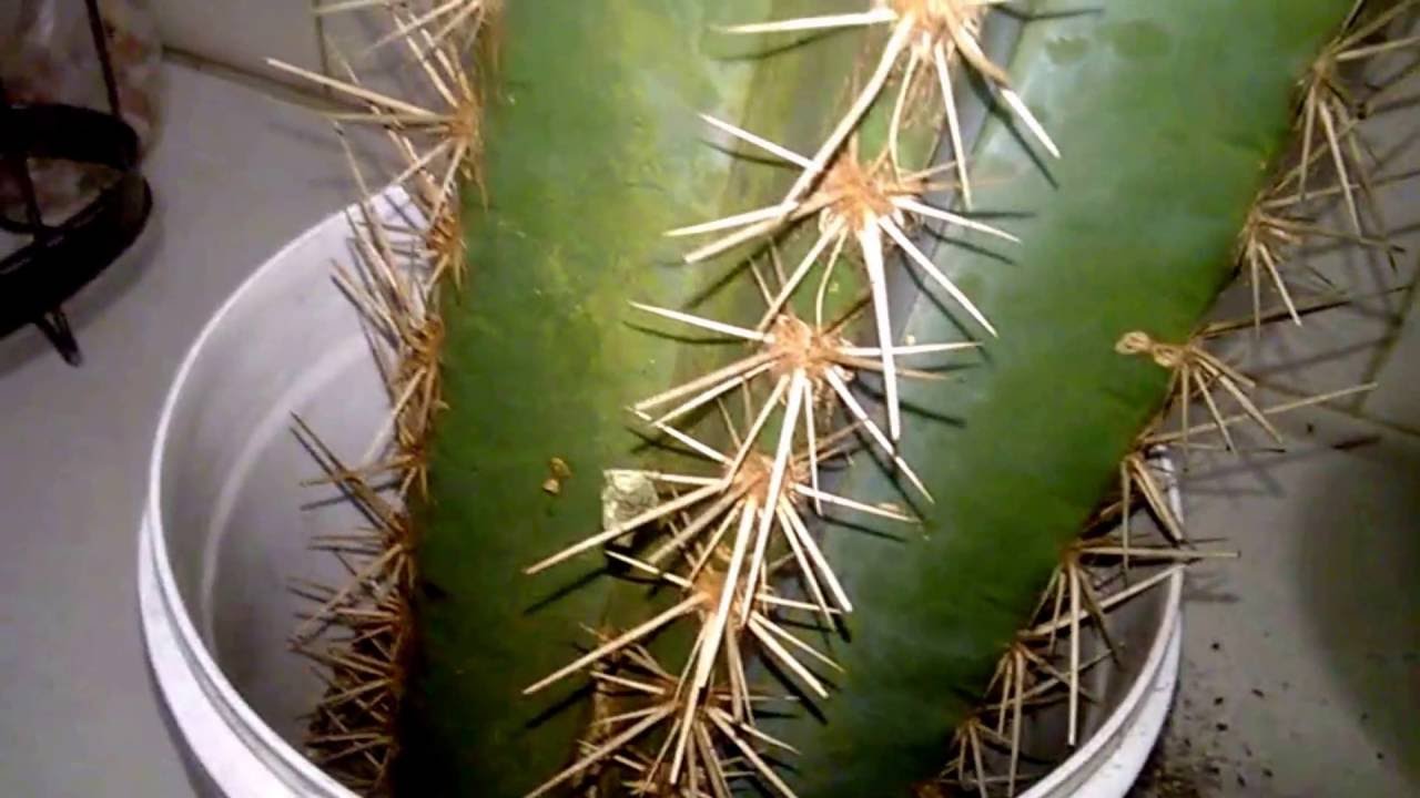 Cacto Vela: Características, Como Cultivar, Fotos e Comprar
