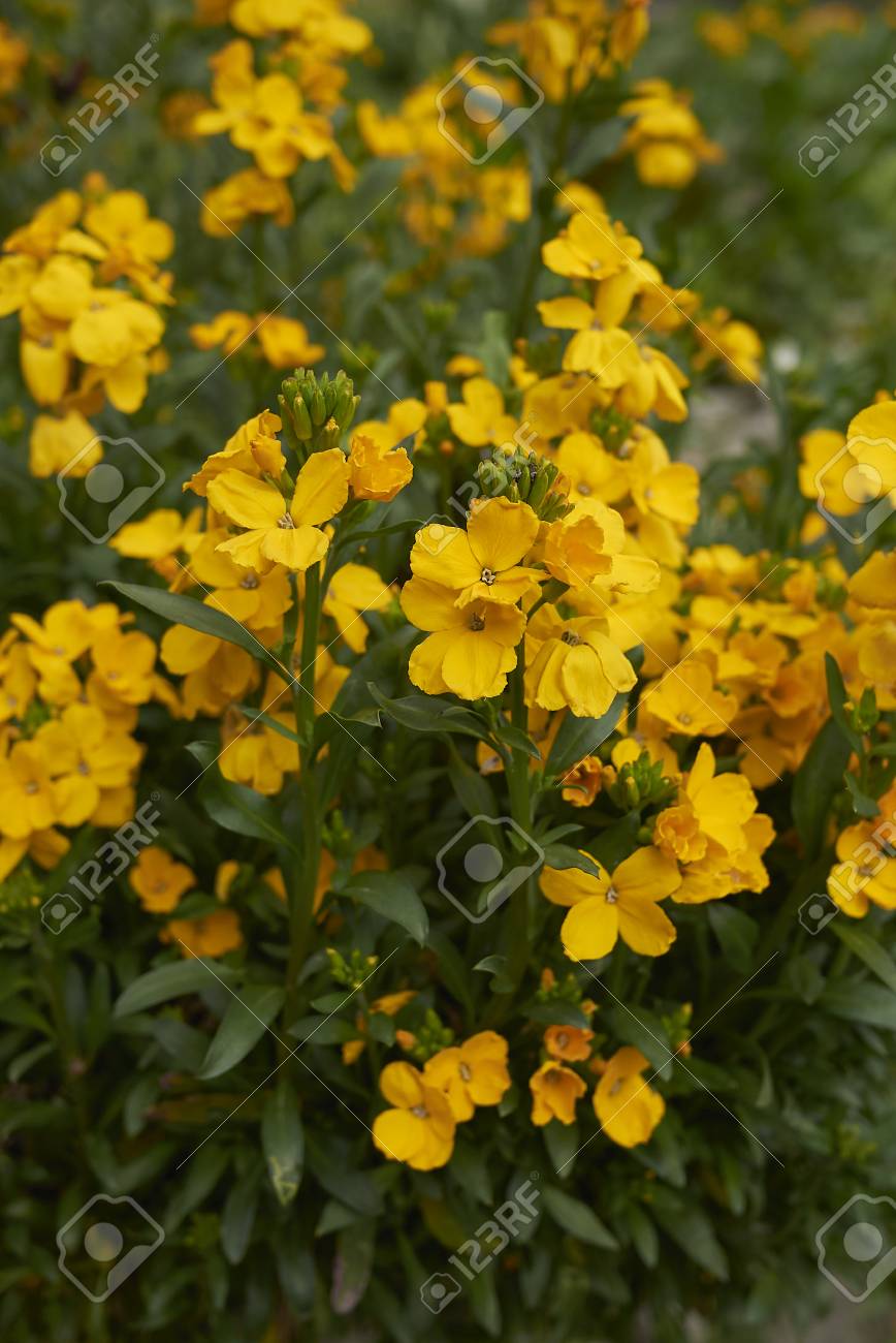 Flores Que Começam Com a Letra W: Nomes e Características