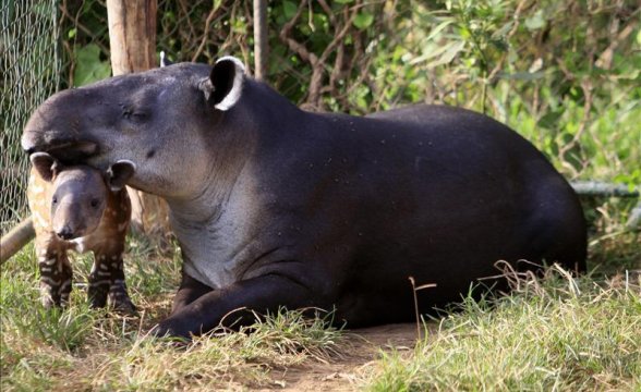 Espécies de Antas: Lista Com Tipos – Nome e Fotos