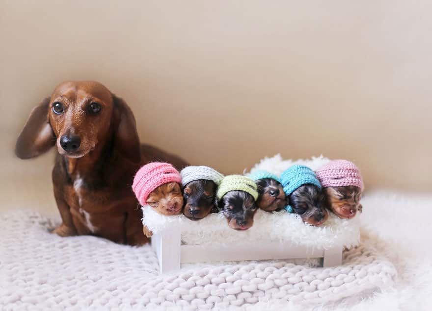 Quantos Filhotes O Cachorro Salsicha Pode Ter?