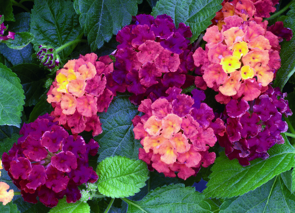 História Da Flor Lantana, Significado, Origem Da Planta E Fotos