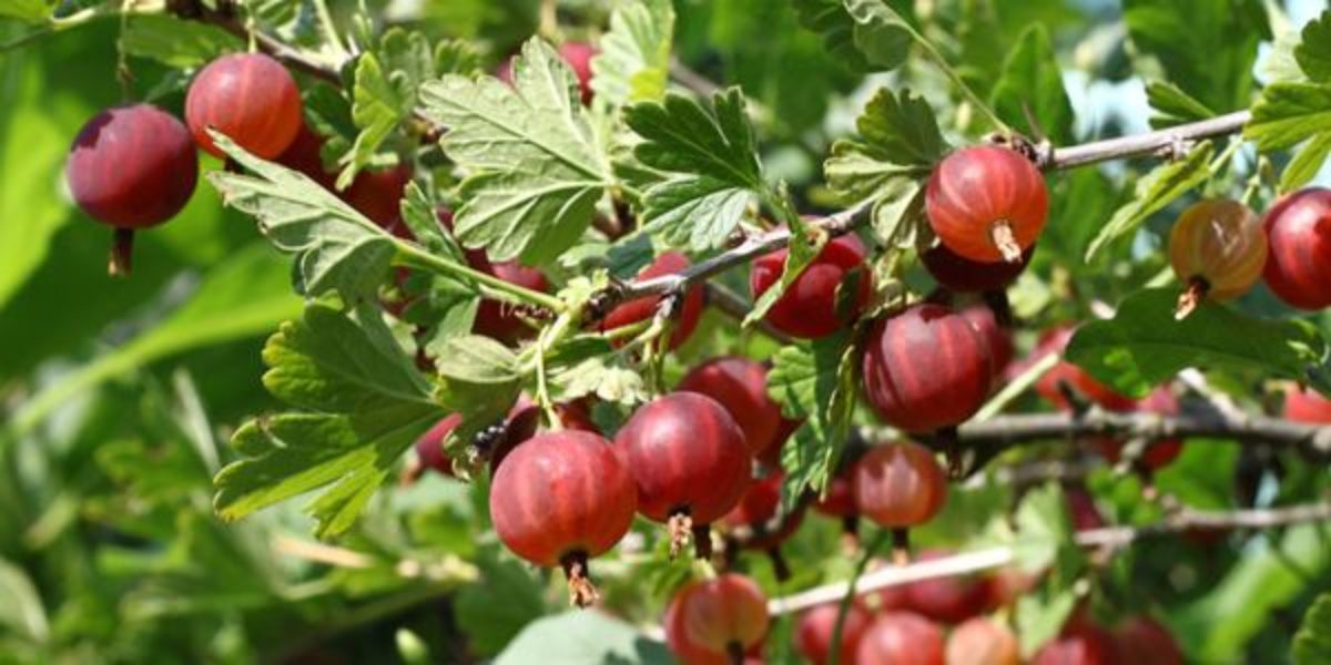 Do Que é Feita a Groselha? Qual Fruta dá Origem a Ela?