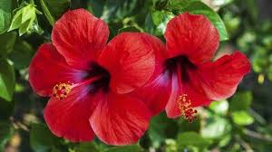 Pode Comer A Flor De Hibisco? Salada De Hibisco Faz Bem?