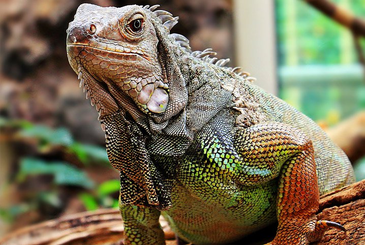 Iguana Morde? Tem Veneno? É Perigosa Para Humanos?