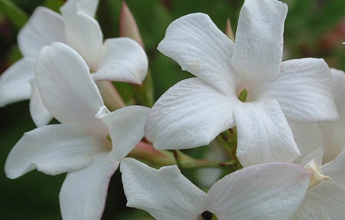 Tudo Sobre A Flor De Jasmim: Características, Nome Científico E Fotos