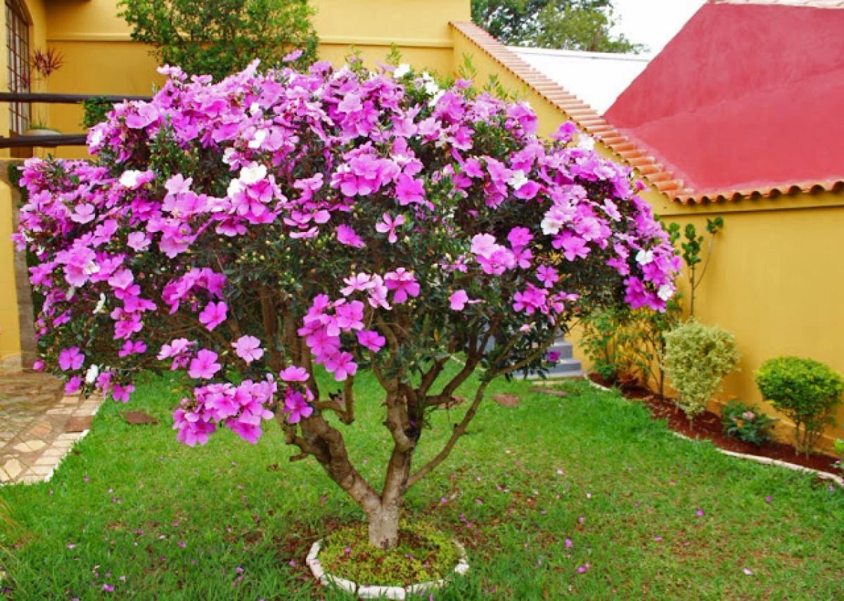 História da Manacá-da-Serra, Significado e Origem da Planta