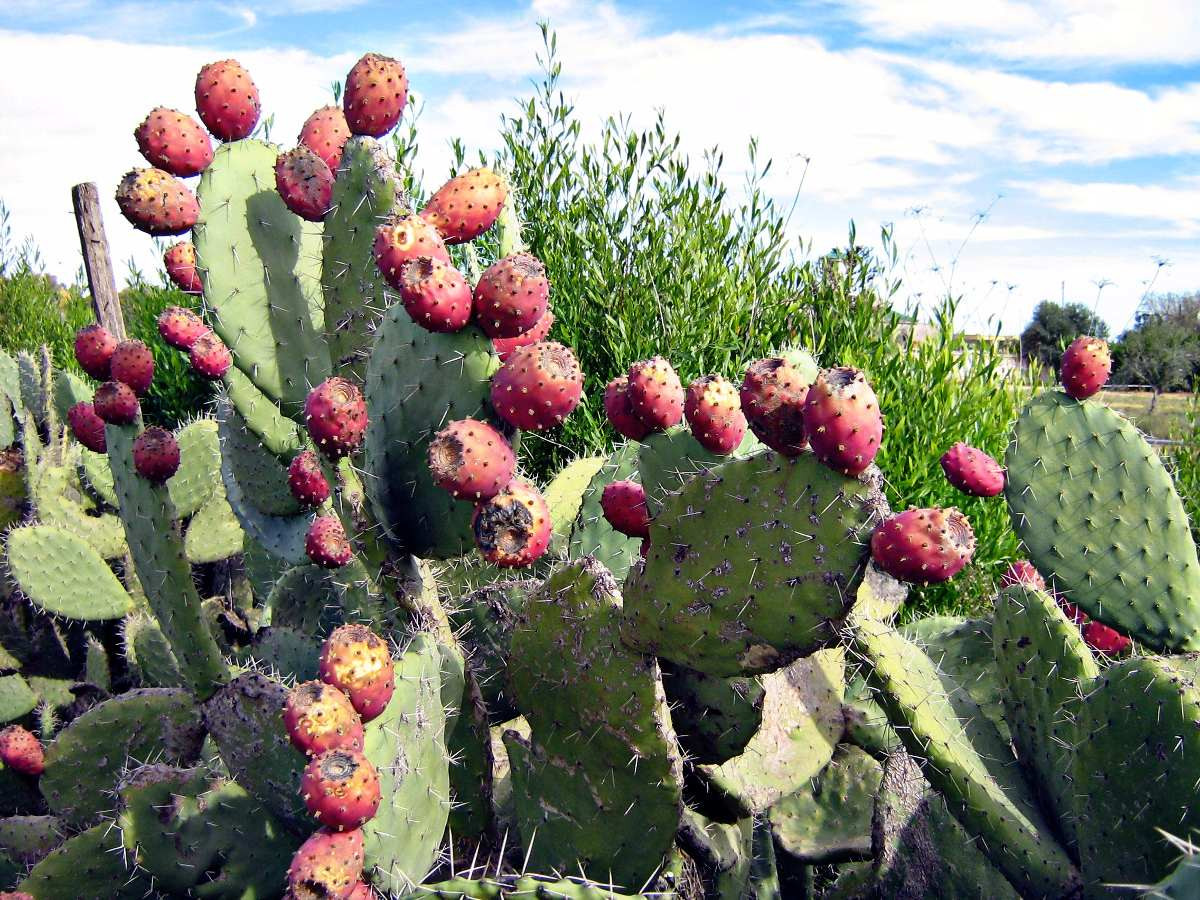 História do Cacto, Significado, Origem da Planta e Fotos