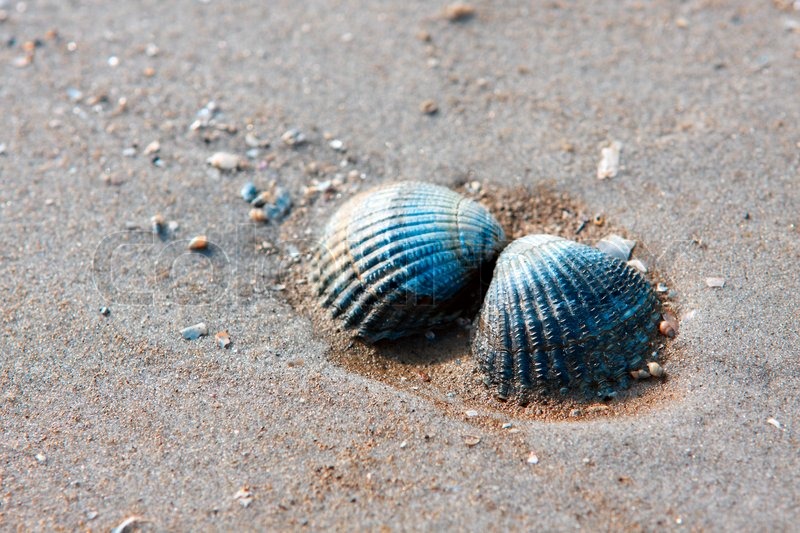 Locomoção dos Bivalves: Como Eles se Locomovem?