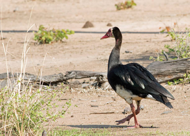 Pato-Ferrão: Características, Nome Científico, Habitat e Fotos