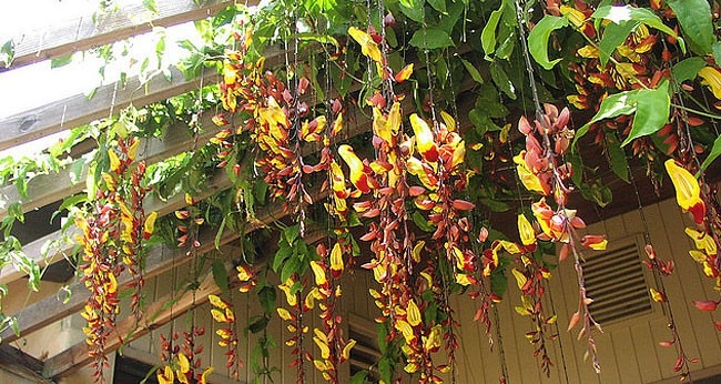 História Da Sapatinho-De-Judia, Significado E Origem Da Planta
