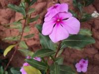 Vinca De Madagascar: Características, Como Cuidar E Fotos
