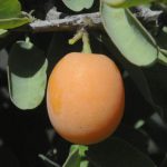 Ximenia