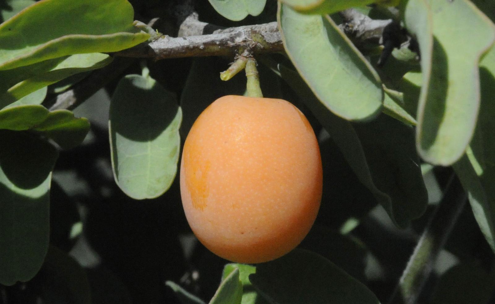 Frutas Que Começam Com A Letra X: Nome E Características