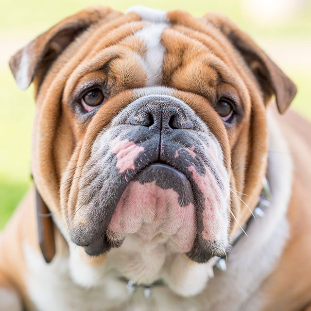 Ficha Técnica do Buldogue: Peso, Altura e Tamanho