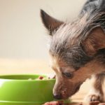 Cão Idoso Comendo