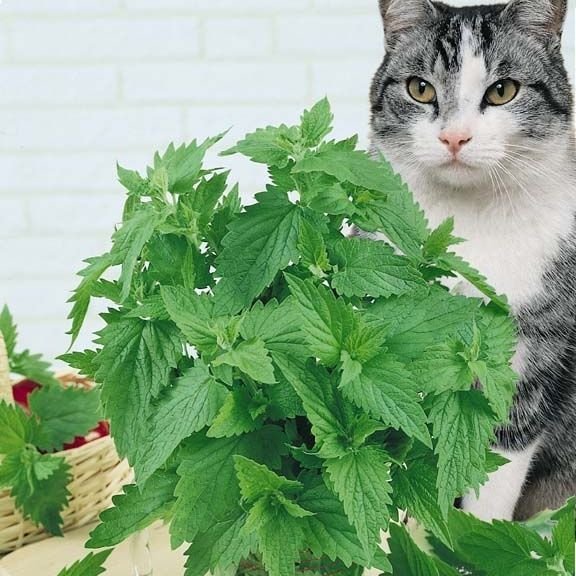 Erva-Gateira: Curiosidades e Fatos Interessantes Sobre a Planta