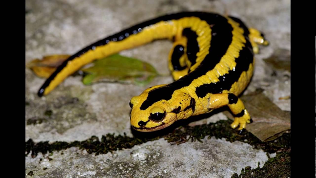 Espécies de Salamandra: Lista com Tipos – Nomes e Fotos