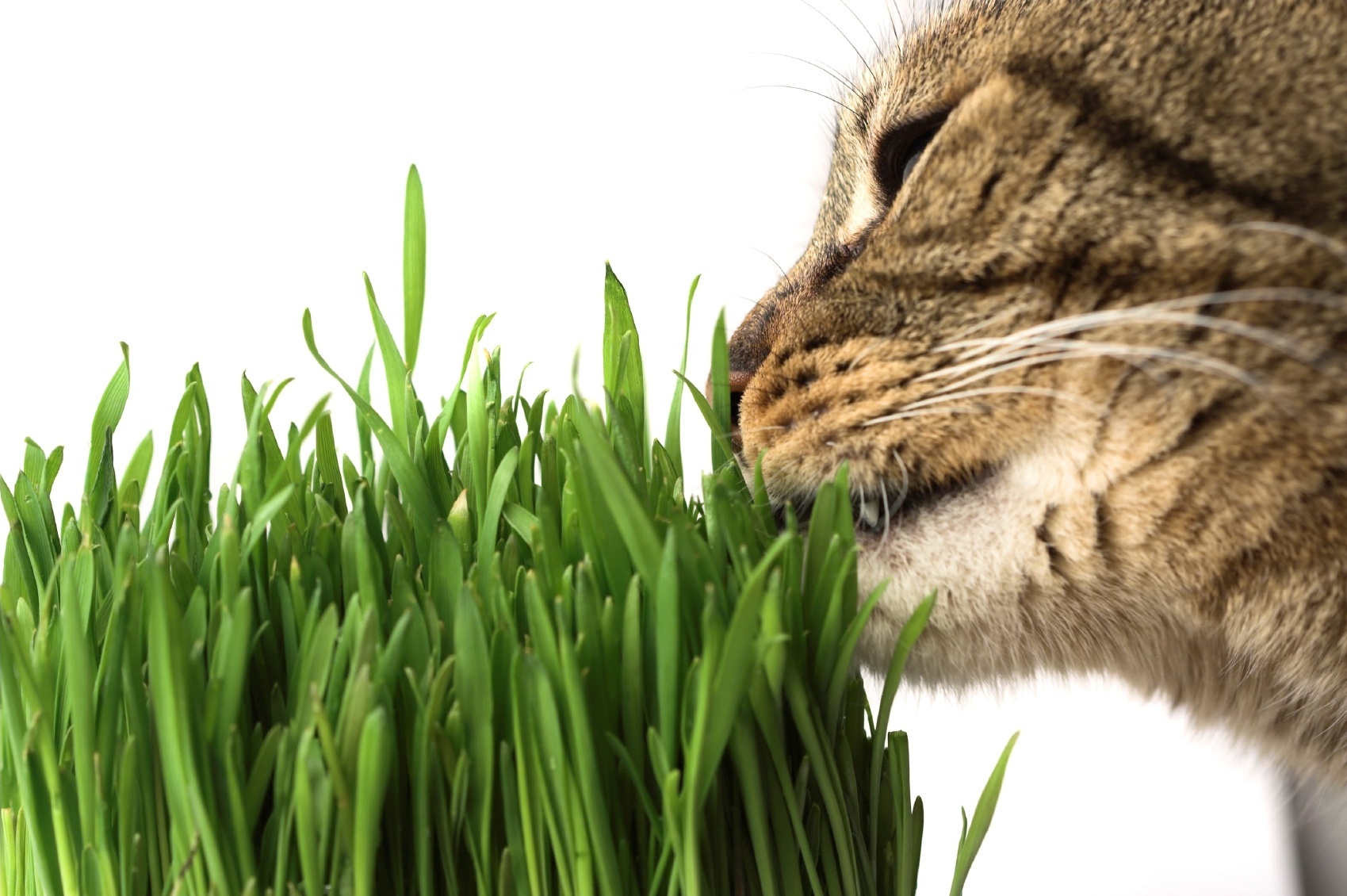 Por Que Gatos Comem Plantas?