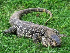 Lagarto: Reino, Filo, Classe, Ordem, Família e Gênero