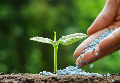 Qual a Função do NPK Para as Plantas? Pra Que Serve?
