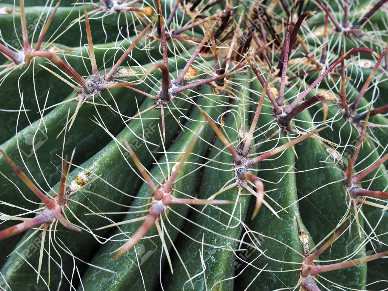 Cacto Ferocactus: Caracteristicas, Como Cultivar e Fotos