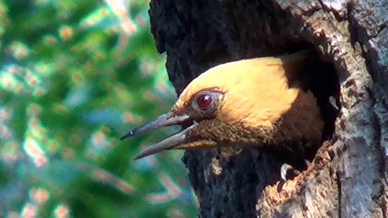 Pica-Pau-Louro: Características, Nome Científico e Fotos
