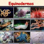 Equinodermos