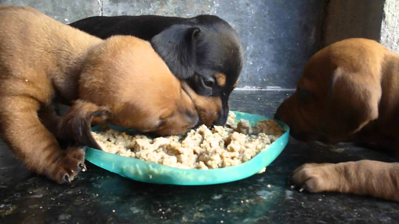 Quantas Vezes Por Dia Um Filhote de Dachshund Deve Comer?