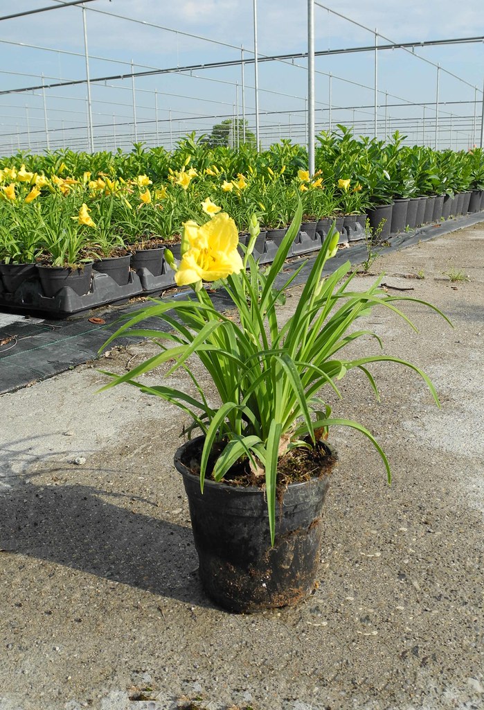 Ficha Tecnica Da Flor Hemerocallis: Raiz, Folhas E Caule