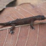 Lagarto Chatogekko Amazonicus